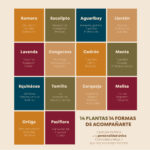 Lata Origen (3 x 50 cc – Llantén, Congorosa, Carqueja) - Imagen 4